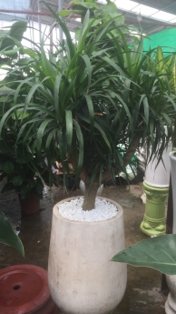 Cây phát tài núi giá rẻ