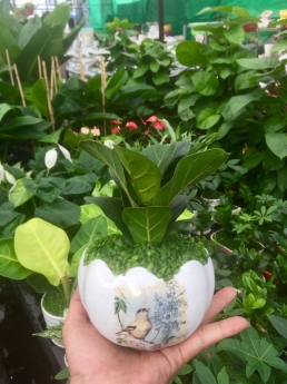 Cây Bàng Singapore Giá Rẻ Tại Vườn