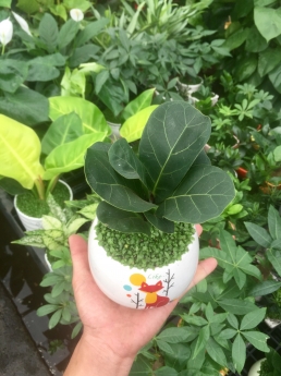 Cây Bàng Singapore Giá Rẻ Tại Vườn