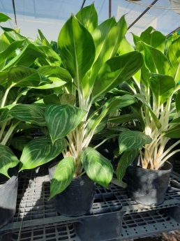 Cây bạch mã hoàng tử giá rẻ