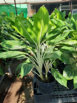 Cây bạch mã hoàng tử giá rẻ