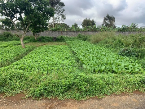 Đất Phố Thanh khoản cao diện tích 186m2, full thổ cư, giá 900 triệu