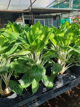 Cây bạch mã hoàng tử giá rẻ