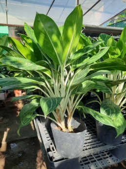 Cây bạch mã hoàng tử giá rẻ