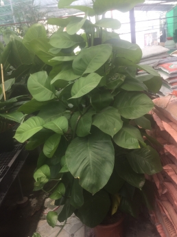 Cây trầu bà leo cột giá rẻ