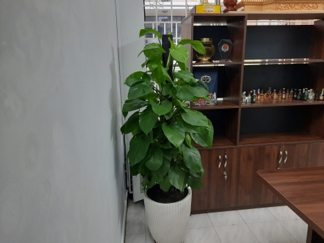 Cây trầu bà leo cột giá rẻ