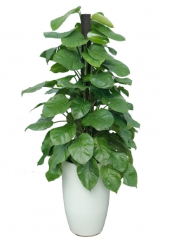 Cây trầu bà leo cột giá rẻ