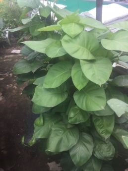 Cây trầu bà leo cột giá rẻ