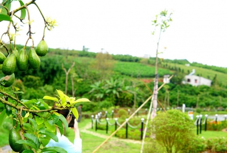 Phố Hoa Hillside - Khi vùng đất yên bình hóa thành khu nghỉ dưỡng chất lượng 5 sao