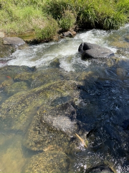 Đất Bảo Lộc view thác tuyệt đẹp 556m2 giá 960 triệu