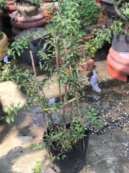 Cây lựu đỏ giá giảm mạnh tại vườn