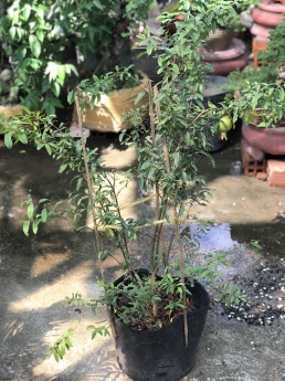 Cây lựu đỏ giá giảm mạnh tại vườn