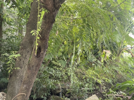 Bán lô đất 125m2 (5x25), bìa đỏ tại Vĩnh Khê, An Đồng, Hải Phòng