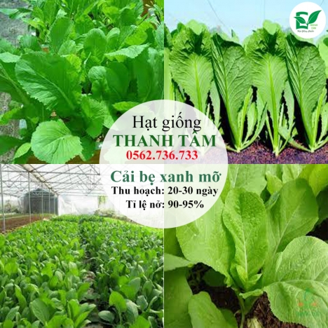 Hạt giống Cải bẹ xanh mỡ