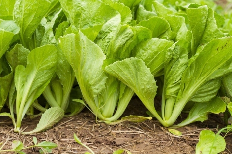 Hạt giống Cải bẹ (muối)