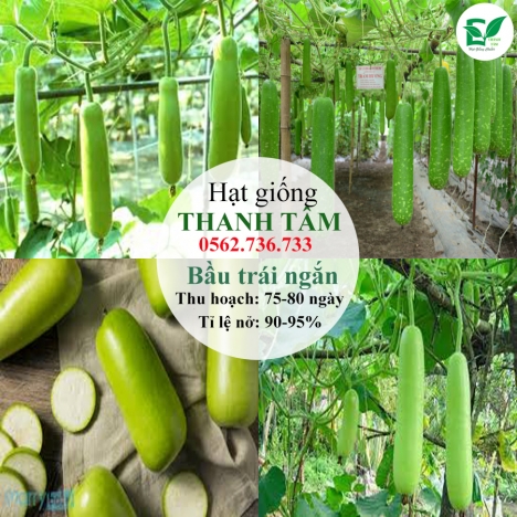 Hạt giống Bầu trái ngắn