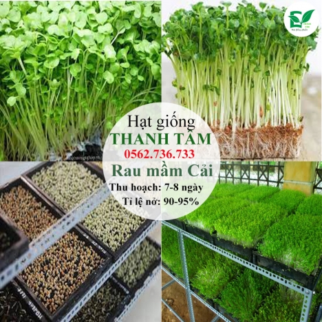 Hạt giống Cải mầm