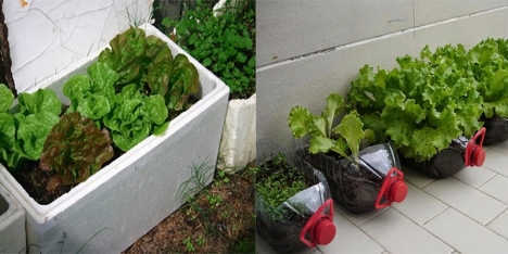 Hạt giống Xà lách