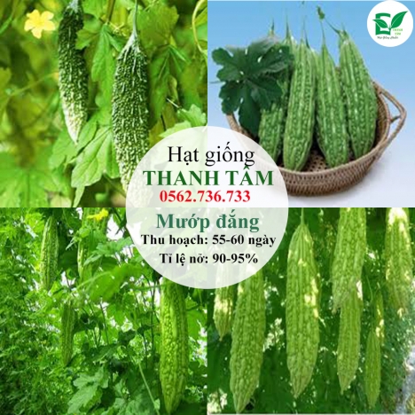 Hạt giống Mướp đắng ( khổ qua)