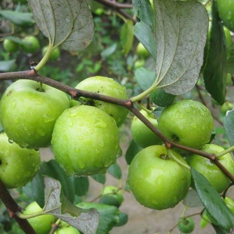 Cây táo ghép lùn giá rẻ