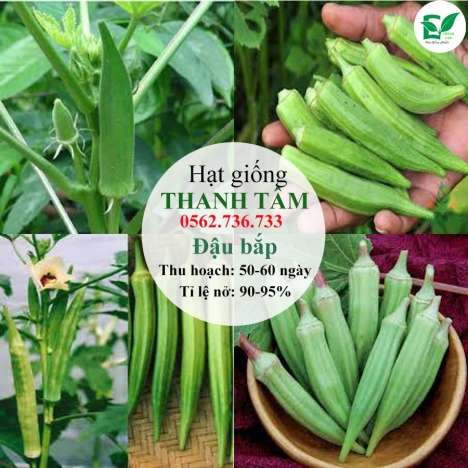 Hạt giống Đậu bắp