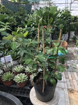 Cây táo ghép lùn giá rẻ