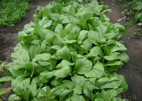 Hạt giống Cải bẹ (muối)