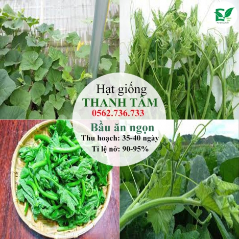 Hạt giống Bầu ăn ngọn