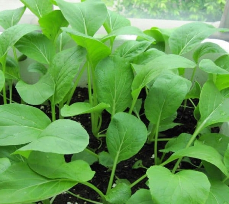Hạt giống Cải ngọt