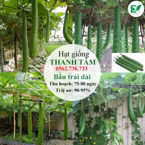 Hạt giống Bầu trái dài