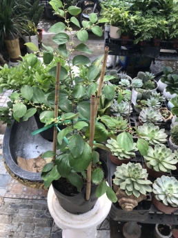 Cây táo ghép lùn giá rẻ