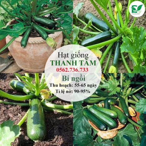Hạt giống Bí ngồi Xanh