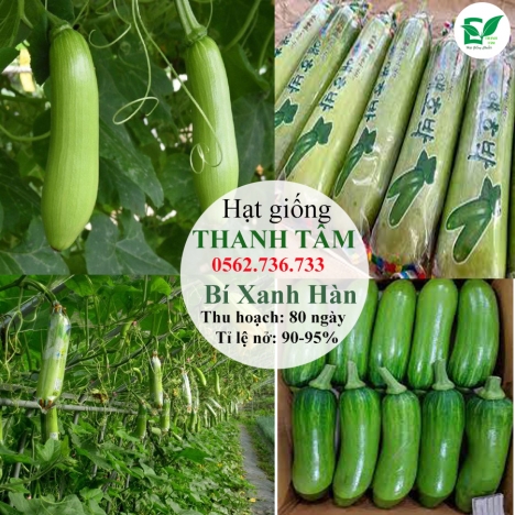 Hạt giống Bí Xanh Hàn