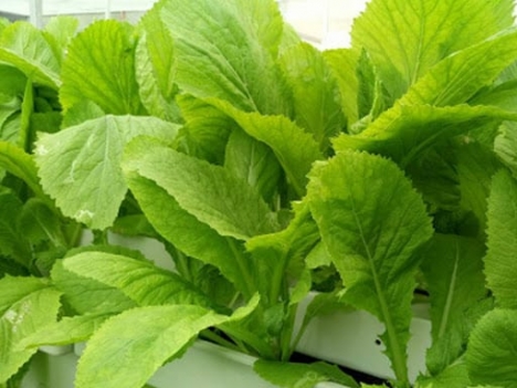 Hạt giống Cải bẹ (muối)