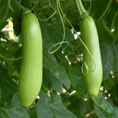 Hạt giống Bí Xanh Hàn