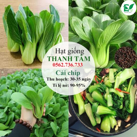 Hạt giống Cải chip