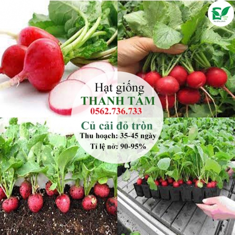 Hạt giống Củ cải đỏ tròn