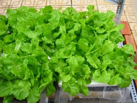 Hạt giống Xà lách