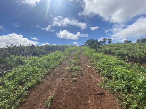 Đất nền view hồ Phúc Thọ đẹp lung linh