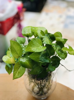 Cây trầu bà thủy sinh giá rẻ tại tphcm