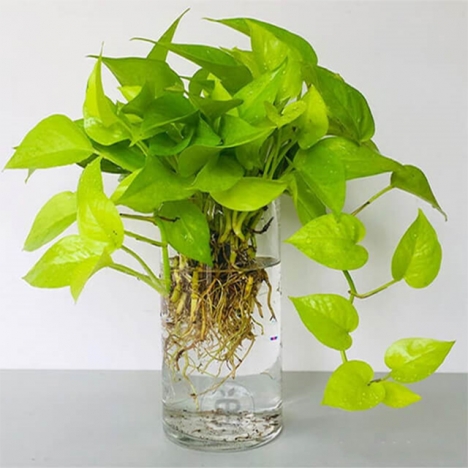 Cây trầu bà thủy sinh giá rẻ tại tphcm