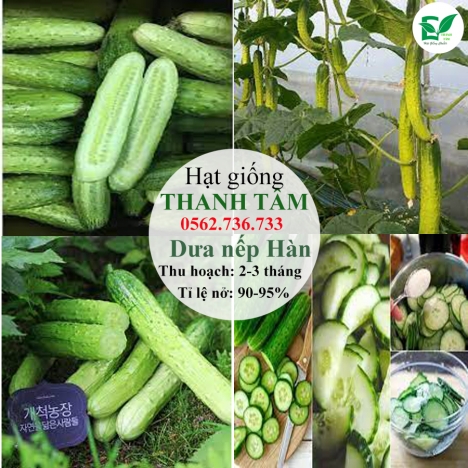 Combo 17 loại hạt giống chỉ 95k - freeship