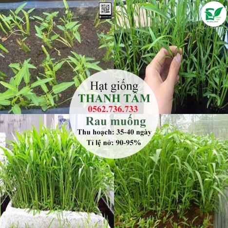 Combo 17 loại hạt giống chỉ 95k - freeship