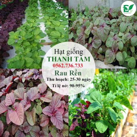 Combo 17 loại hạt giống chỉ 95k - freeship