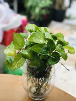 Cây trầu bà thủy sinh giá rẻ tại tphcm