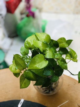 Cây trầu bà thủy sinh giá rẻ tại tphcm