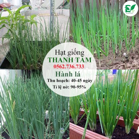 Combo 17 loại hạt giống chỉ 95k - freeship