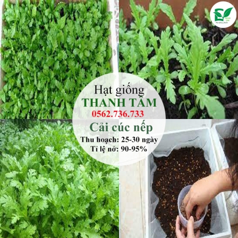 Combo 17 loại hạt giống chỉ 95k - freeship