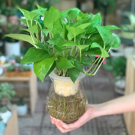 Cây trầu bà thủy sinh giá rẻ tại tphcm