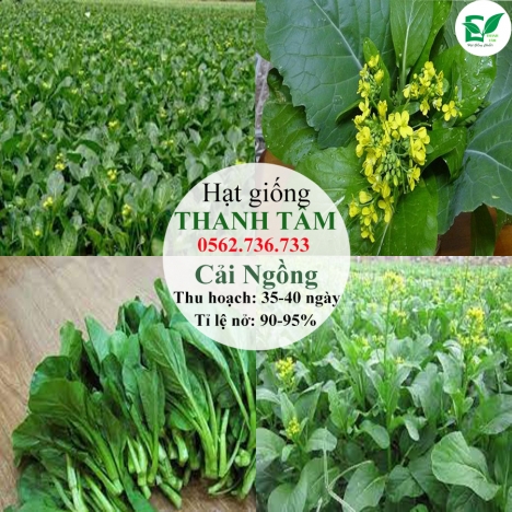 Combo 17 loại hạt giống chỉ 95k - freeship